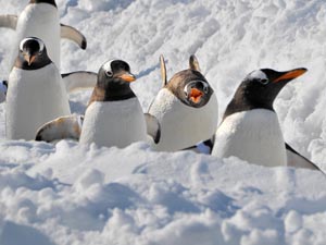 ペンギンの雪中散歩1.jpg