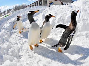ペンギンの雪中散歩2.jpg