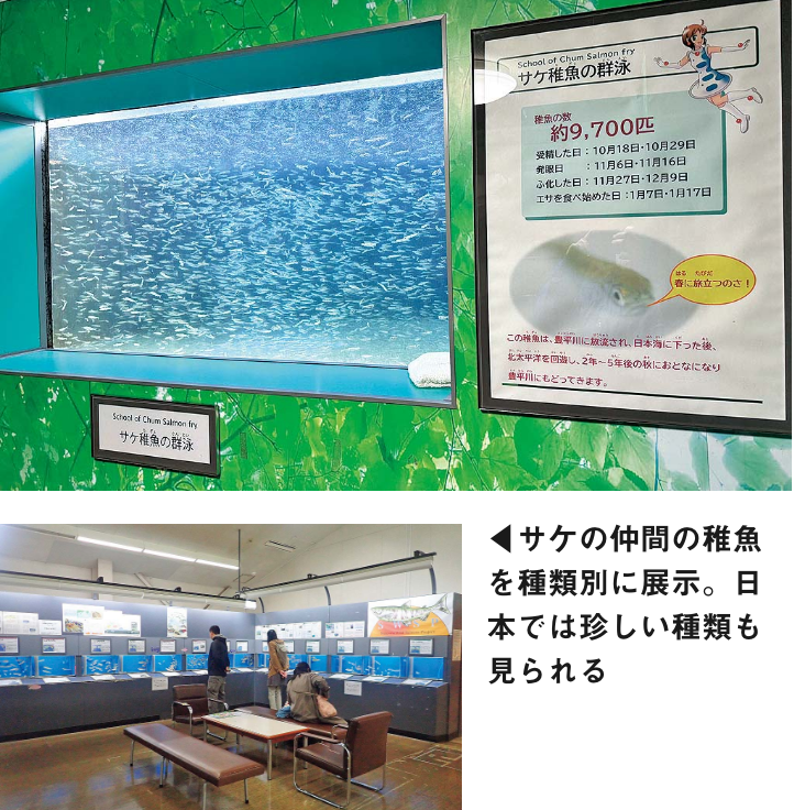 サケの仲間の稚魚を種類別に展示。日本では珍しい種類も見られる