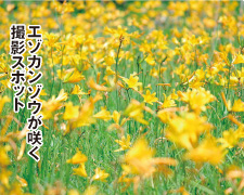 エゾカンゾウが咲く撮影スポット