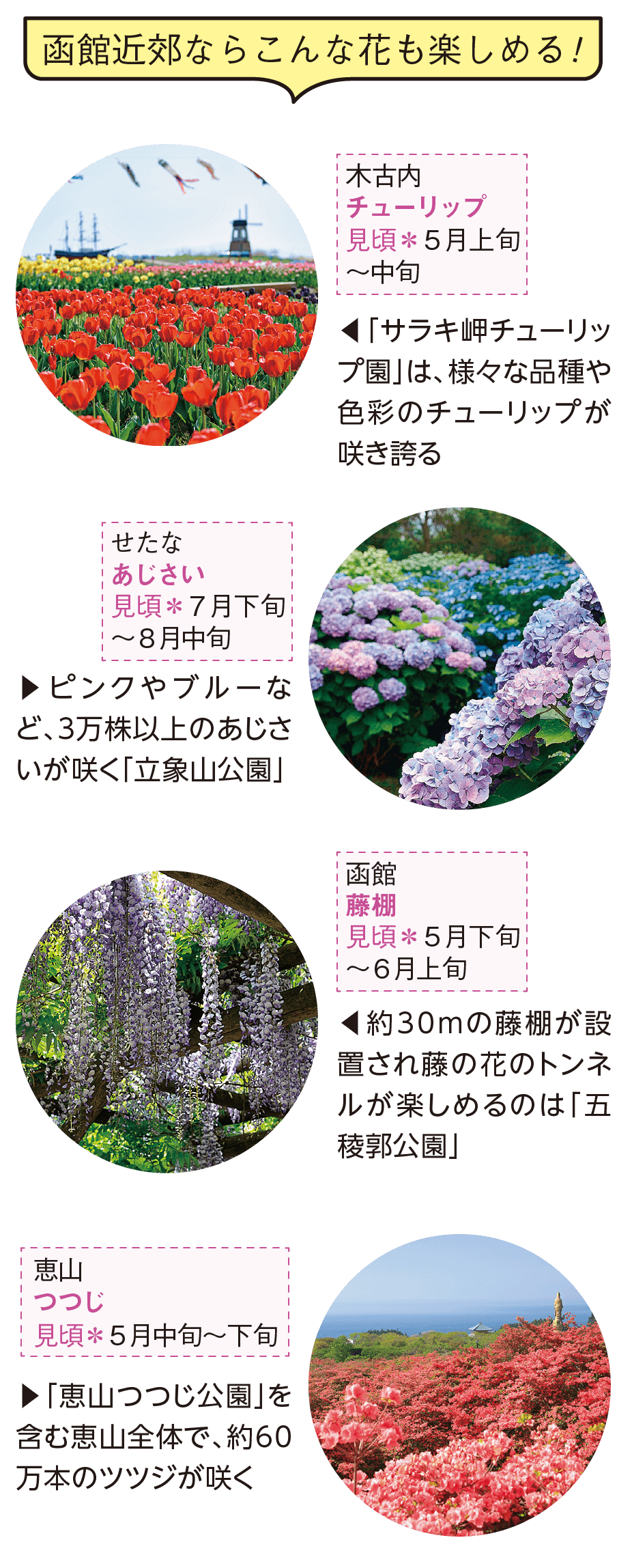 函館近郊ならこんな花も楽しめる! 