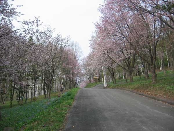 三笠山夜桜まつり
