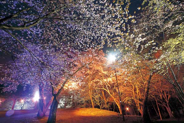 新得神社山桜ライトアップ