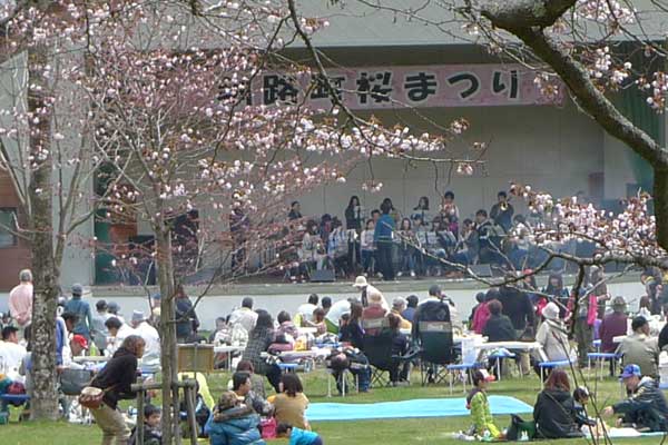 第31回釧路町桜まつり