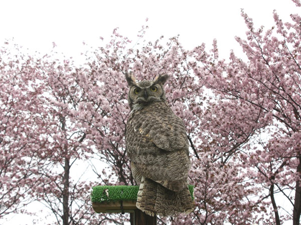 円山動物園「春まつり」