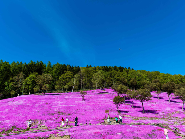 10万㎡の広大な丘陵地を覆う、メルヘンチックなピンクの芝ざくら