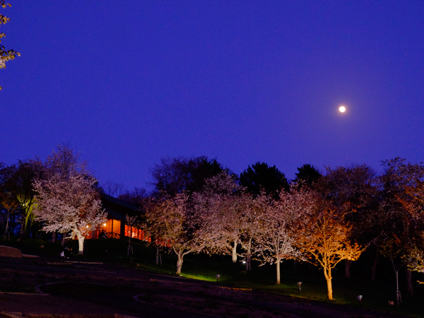 園内の「さくらの丘」に咲く約1000本の桜をライトアップする。