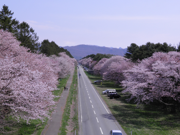 「日本の道100選」や「北海道遺産」にも選ばれている二十間道路の桜並木