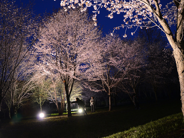 例年ＧＷ明けに、３日間程度開催。自然公園に咲き誇る可憐な桜を満喫