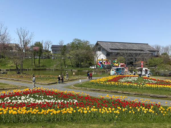 色鮮やかなチューリップが一面に咲き誇る公園で開催。
