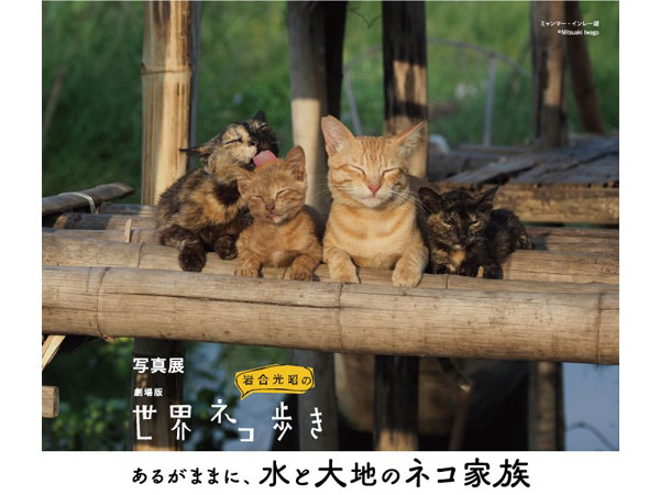 写真展 劇場版　岩合光昭の世界ネコ歩き　あるがままに、水と大地のネコ家族