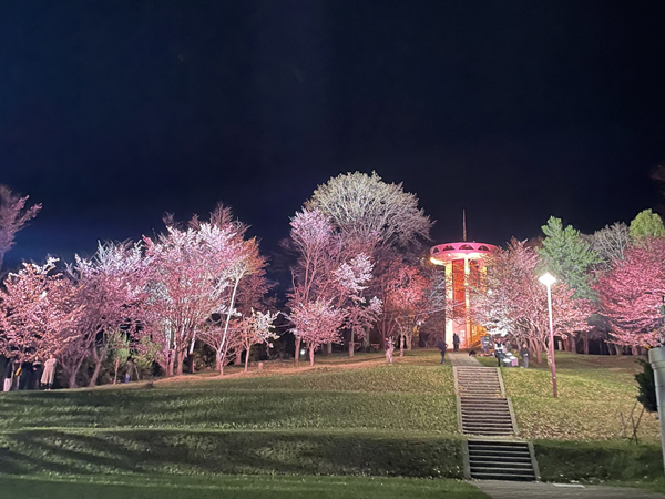夜は桜が見頃になる時季に合わせて約１週間ライトアップされる。実施時期は要問合せ
