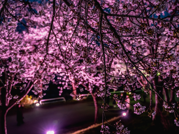 夜桜ライトアップは18：00～20：00。4/27（土）は19：30～夜空に花火が打ち上がる予定