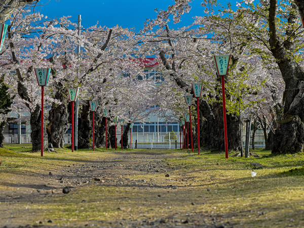 ソメイヨシノや森町の固有種など16種・約1000本の桜が咲く。ライトアップは日没～