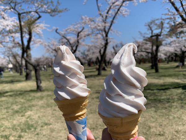 駒ヶ岳牛乳の濃厚な味わいを活かし、桜の風味を加えて作った春限定ソフトクリームが登場予定。さくらソフトクリーム 250円