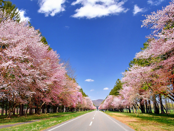 「日本のさくら名所100選」にも選ばれている、道幅約36ｍの二十間道路の桜並木