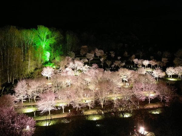 夜桜ライトアップは19：00～20：30。昼間とはまた違った雰囲気で一段と華やかになる