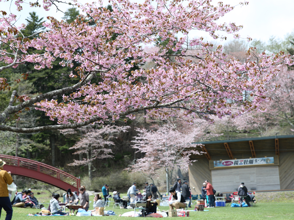 エゾヤマザクラやヤエザクラ、北海道では珍しいフゲンゾウなど約1200本の桜が咲く