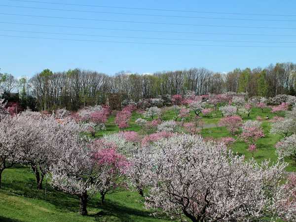 約1200本もの梅の木が植栽されている札幌随一の梅林。23年 は4/22～5/7に開催