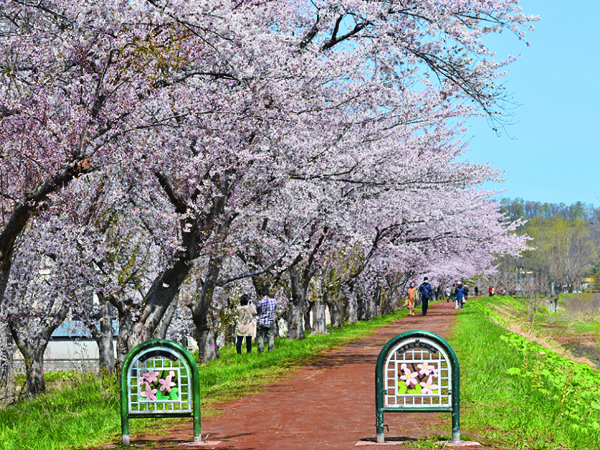 例年桜の開花は4月下旬で満開は5月上旬。桜づつみは店が並ぶエリアから徒歩約3分