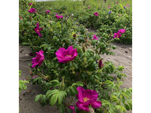 ハマナス再生園で花摘み体験ができるほか、花の香りを抽出する蒸留実演も実施