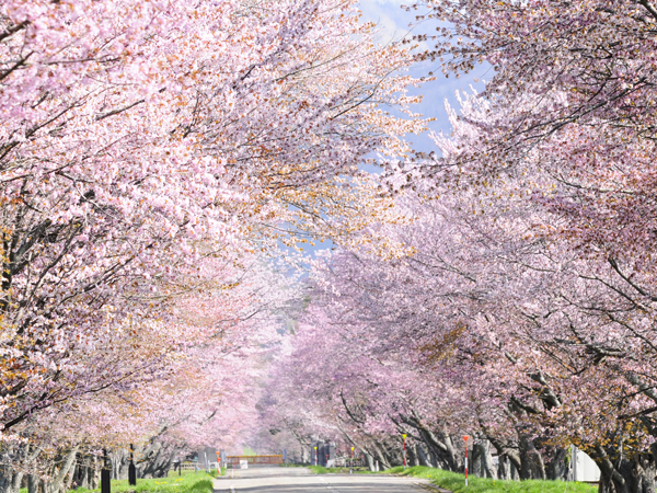 会場から優駿さくらロードまで徒歩約10分。 開花状況に合わせ約１週間夜桜ライトアップあり