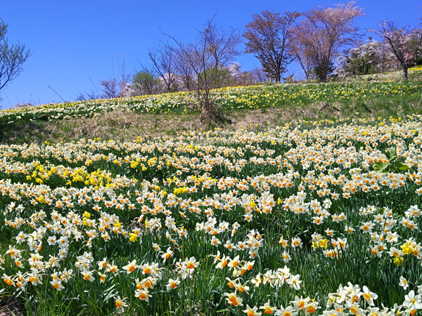 玉川公園の水仙は約30種類、約30万本あるといわれている。見頃は４月末～５月上旬