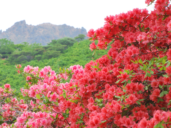 恵山山麓一帯に自生しているエゾヤ マツツジが真っ赤に染まる時季に開催