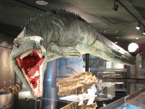 化石　コレクション　恐竜　アンモナイト　モササウルス　ティラノサウルス